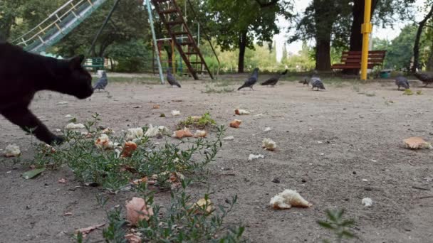 Feeding pigeons on the street. a black cat enters the frame from the left — Stock Video