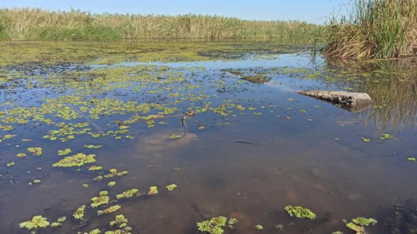 Contaminación fluvial, florecimiento de algas, ecología deficiente — Vídeo de stock