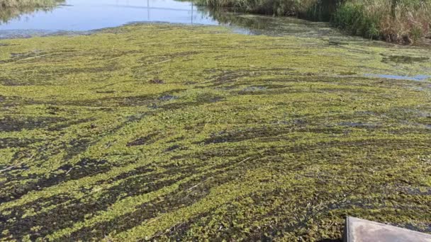 River pollution, algae bloom, poor ecology — Stock Video