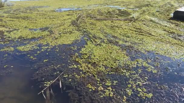Riviervervuiling, algenbloei, slechte ecologie — Stockvideo