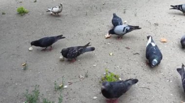 Küçük bir şehir güvercini sürüsünü ekmek dilimleriyle beslemek.