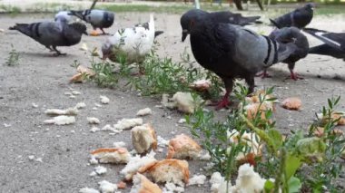Küçük bir şehir güvercini sürüsünü ekmek dilimleriyle beslemek.