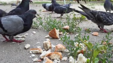 Küçük bir şehir güvercini sürüsünü ekmek dilimleriyle beslemek.
