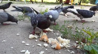 Küçük bir şehir güvercini sürüsünü ekmek dilimleriyle beslemek.