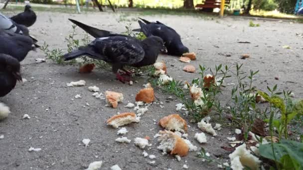 Alimentar a un pequeño rebaño de palomas urbanas con rebanadas de pan — Vídeos de Stock