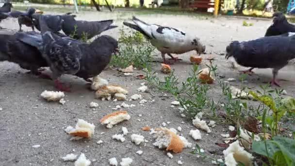 Alimentar a un pequeño rebaño de palomas urbanas con rebanadas de pan — Vídeo de stock