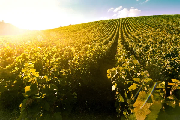 ぶどう畑の日の出 - シャンパンのブドウ畑 — ストック写真