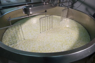 Cheesemaker-geleneksel peynir yapımı bir süthane,,
