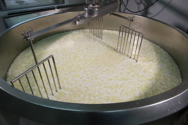 Cheesemaker-geleneksel peynir yapımı bir süthane,,