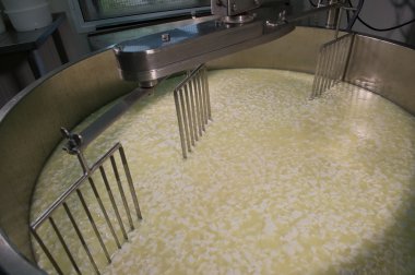 Cheesemaker-geleneksel peynir yapımı bir süthane,,