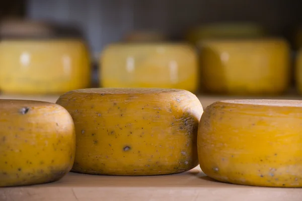 Affinamento del formaggio sugli scaffali — Foto Stock