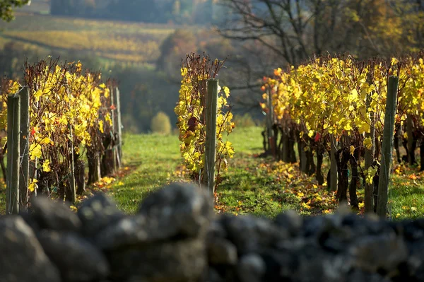 Winnica w jesieni Saint-Emilion Bordeaux — Zdjęcie stockowe