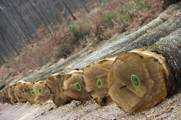 Stapel hout meldt zich klaar voor vaten — Stockfoto