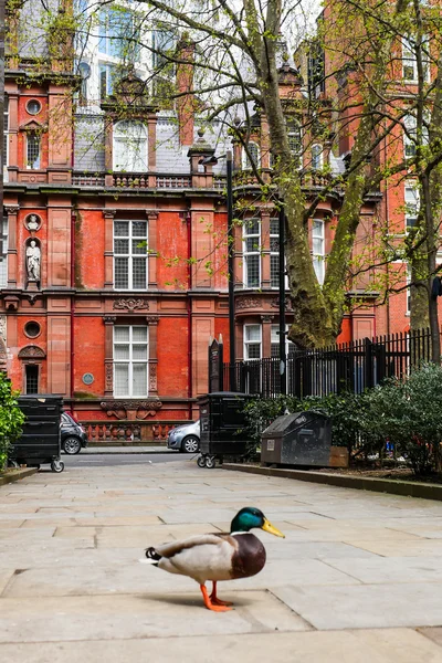 Patos en Londres —  Fotos de Stock