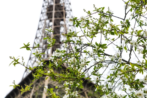 Eiffel wieża wiosna w Paryżu Francja — Zdjęcie stockowe