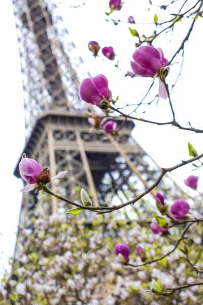Ейфелева вежа весна в Парижі Франції — стокове фото