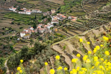 bağ hills nehir Douro Valley, Portekiz