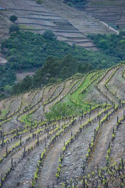 bağ hills nehir Douro Valley, Portekiz
