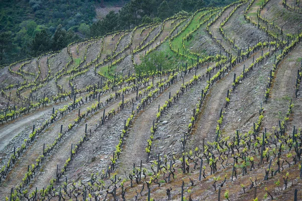 Colline di vigneti nella valle del fiume Douro, Portogallo — Foto Stock