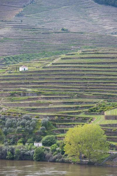 강 Douro 밸리, 포르투갈에 있는 포도 원 언덕 — 스톡 사진