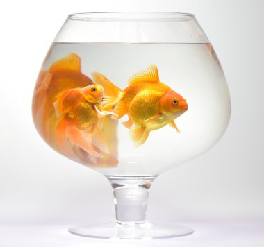 Ağaç Goldfishs akvaryum