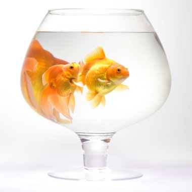 akvaryum akvaryum balığı