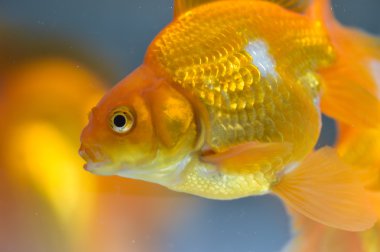 akvaryum akvaryum balığı