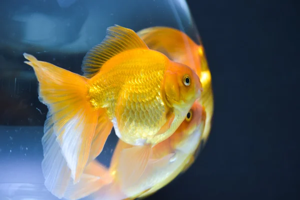 Zlaté rybky v akváriu — Stock fotografie