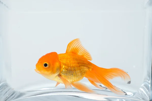 Zlaté rybky v akváriu — Stock fotografie
