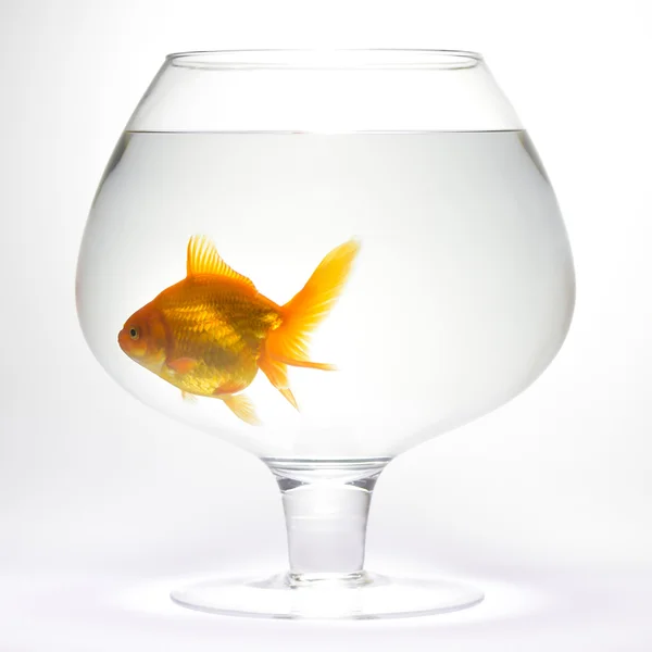 Goldfish in aquarium — Stock Photo, Image