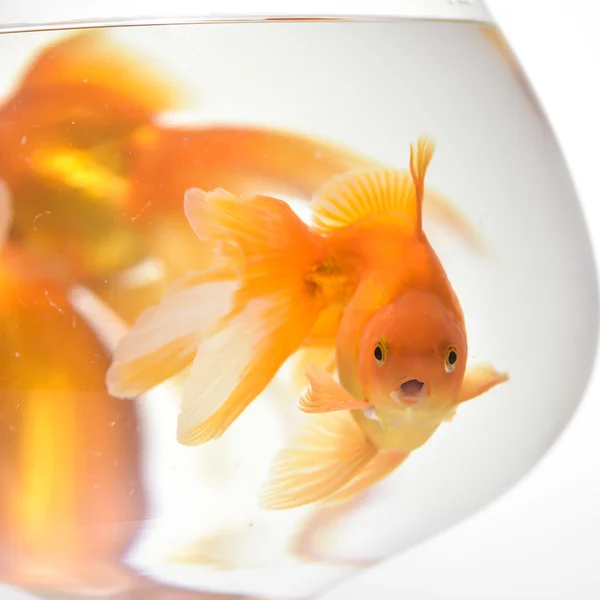 Poissons rouges dans l'aquarium — Photo