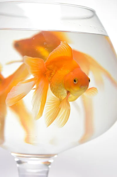 Дерево Золоті рибки в акваріумі — стокове фото