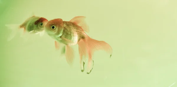 Золотої Рибки акваріумні — стокове фото
