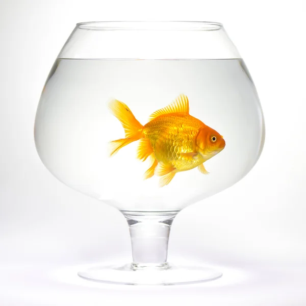 Goldfish in aquarium Stock Image
