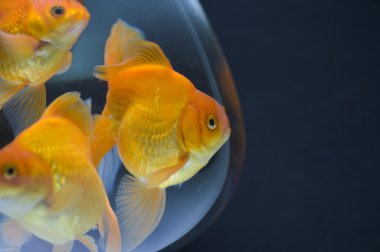 akvaryum akvaryum balığı