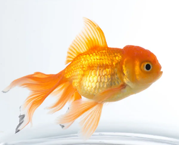 Goldfish in aquarium — Stock Photo, Image