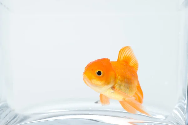 金魚の水槽 — ストック写真