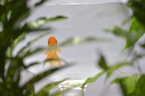 Goldfish in aquarium — Stock Photo, Image