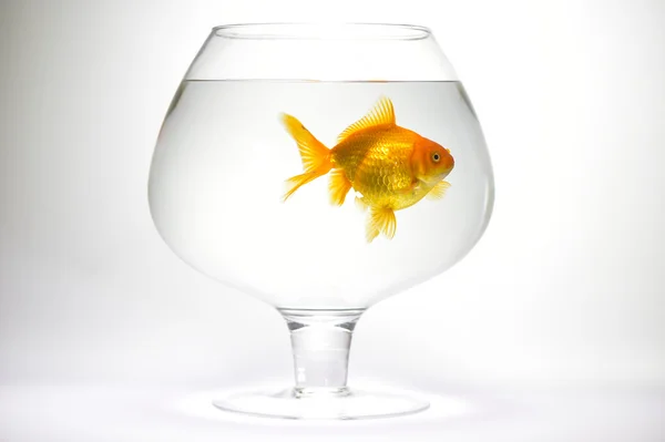 金魚の水槽 — ストック写真