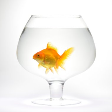 akvaryum akvaryum balığı