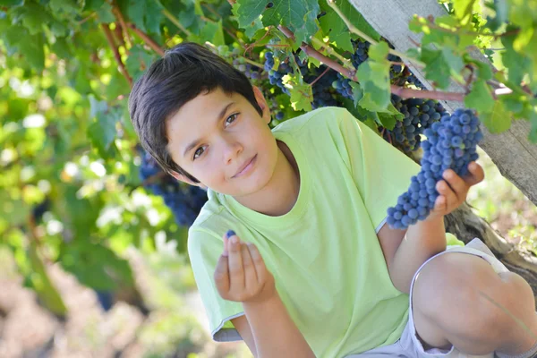 Adolescente en viñedo degustación de uvas rojas — Foto de Stock