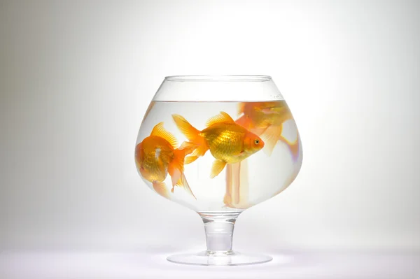 Tree Goldfishs in aquarium — Stock Photo, Image