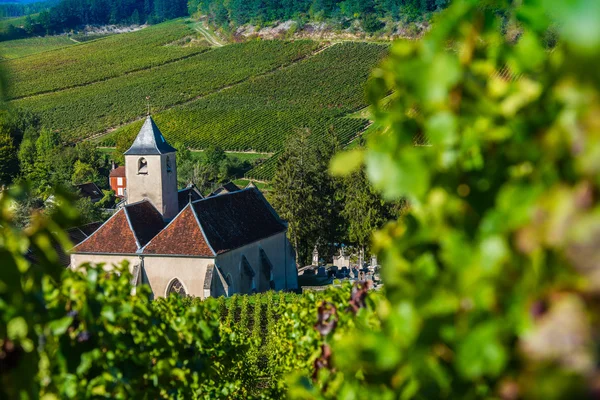 Wijngaarden van de Champagne in de Cote des Bar Aube — Stockfoto