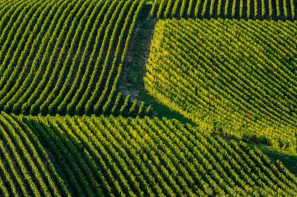 コート デ バー オーブのシャンパーニュのブドウ園 — ストック写真