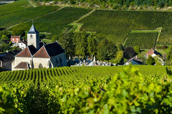 Champagne vineyards in the Cote des Bar Aube — Stock Photo, Image