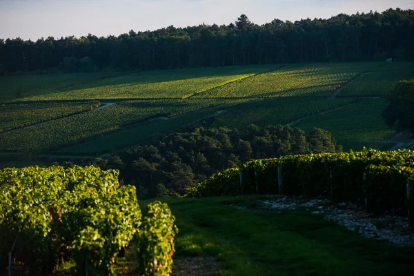 Champagnes vingårdar i Côte des Bar Aube — Stockfoto