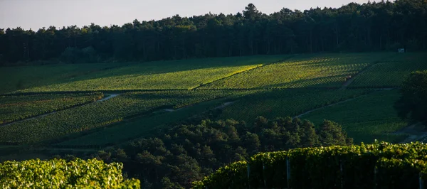 Champagne vigneti nella Cote des Bar Aube — Foto Stock