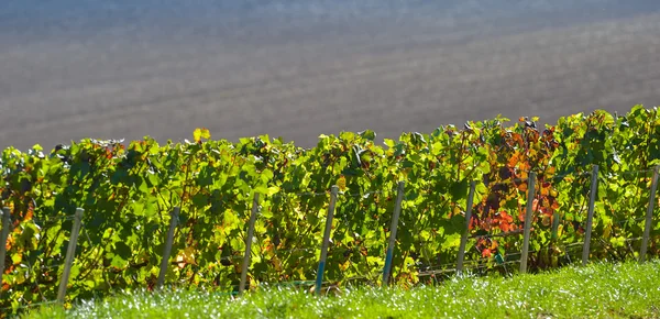 Šampaňské vinice v Cote des Bar Aube — Stock fotografie