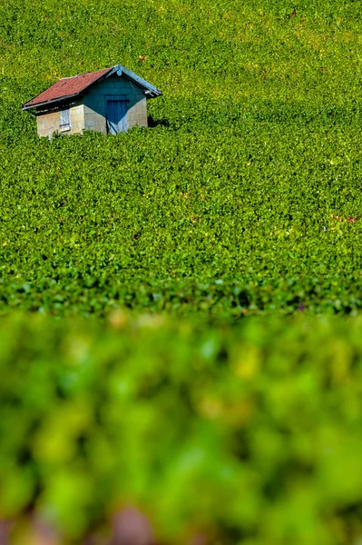 Виноградники в Кот-де-Бар-Об — стоковое фото