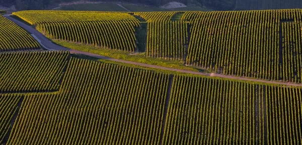 Champagne vineyards in the Cote des Bar Aube — Stock Photo, Image